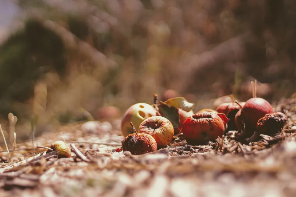 Renewable raw materials